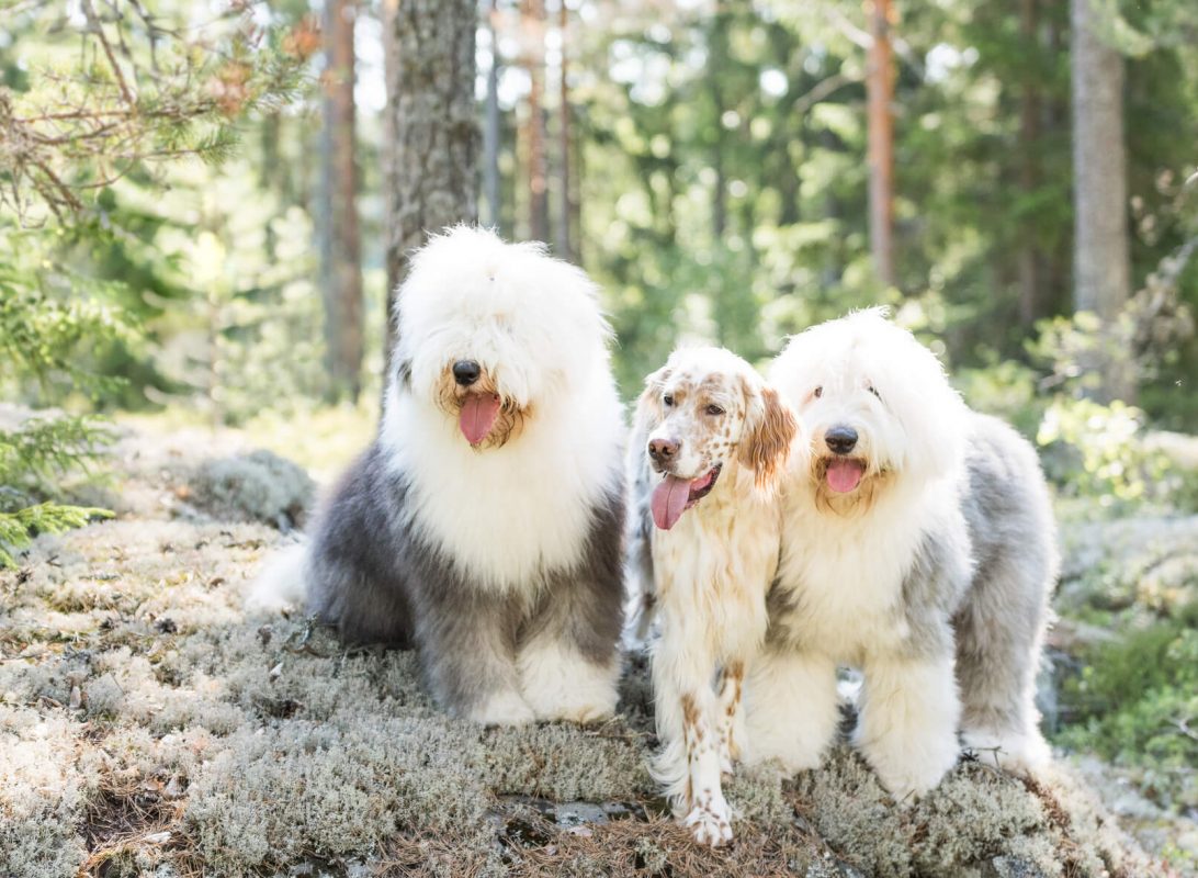 koirakoulu pawsiteam