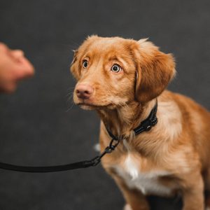 Osallistuva koira – kohti parempaa vuorovaikutusta koiran kanssa (tallenne)