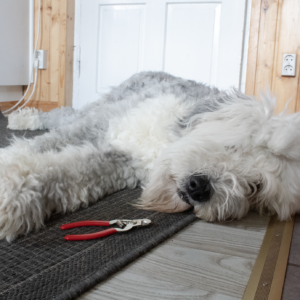 Kivaa käsittelyä - koiran osallistava käsittely verkkoluento 16.4. klo 18