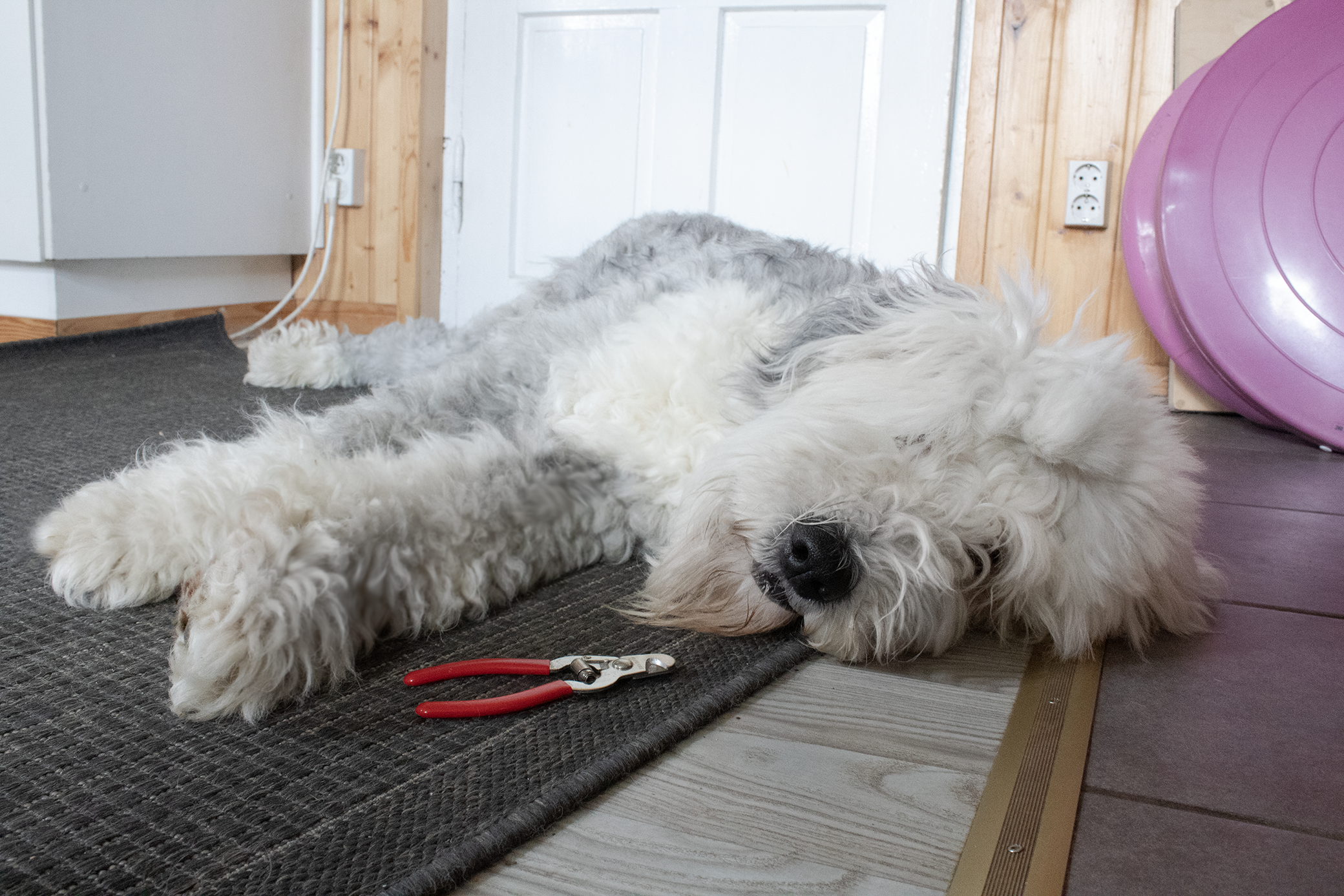 Kivaa käsittelyä - koiran osallistava käsittely verkkoluento 16.4. klo 18