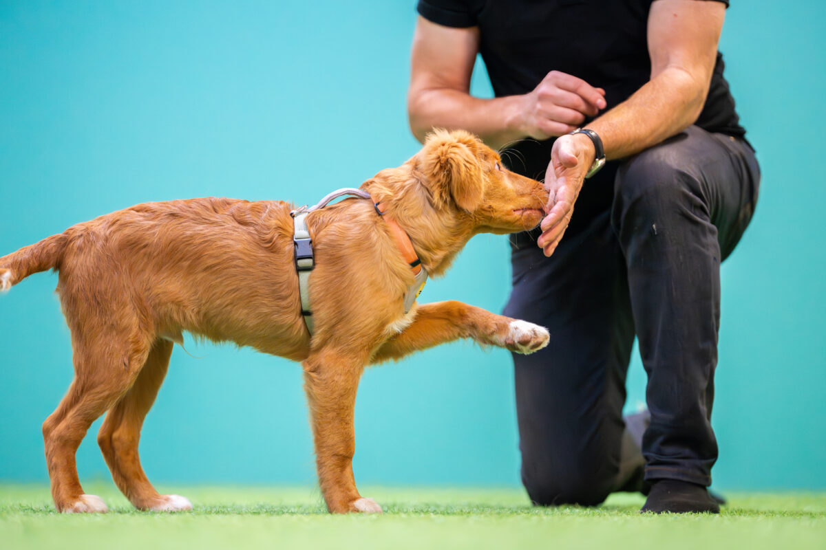 pentu tekemässä käsikosketusta omistajan kanssa