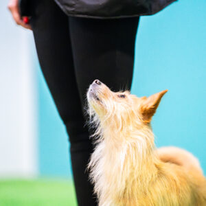 koira katsoo omistajaa