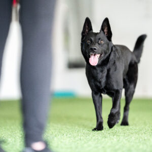 koira tulossa ohjaajan luokse