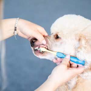 Omistaja harjaa koiran hampaita