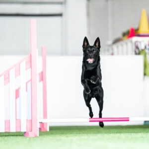 Höntsäility - rento agilityn ratatreeni jokaiselle