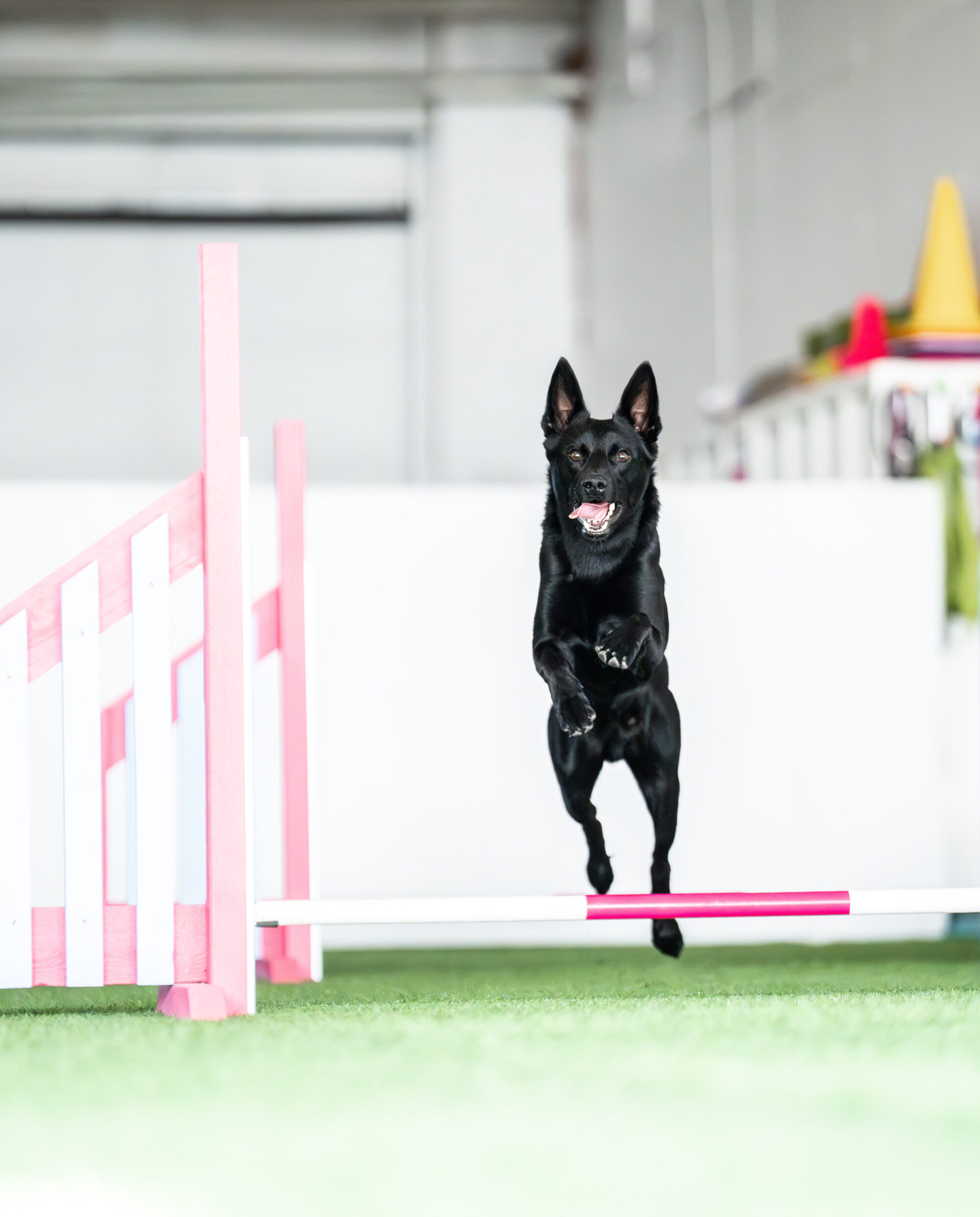 Höntsäility - rento agilityn ratatreeni jokaiselle