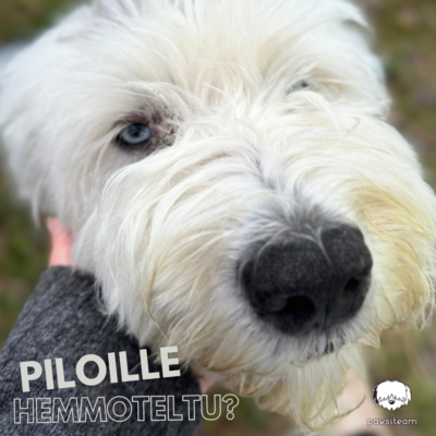 Piloille hemmoteltu koira