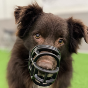 Koira, jolla on kuonokoppa päässä