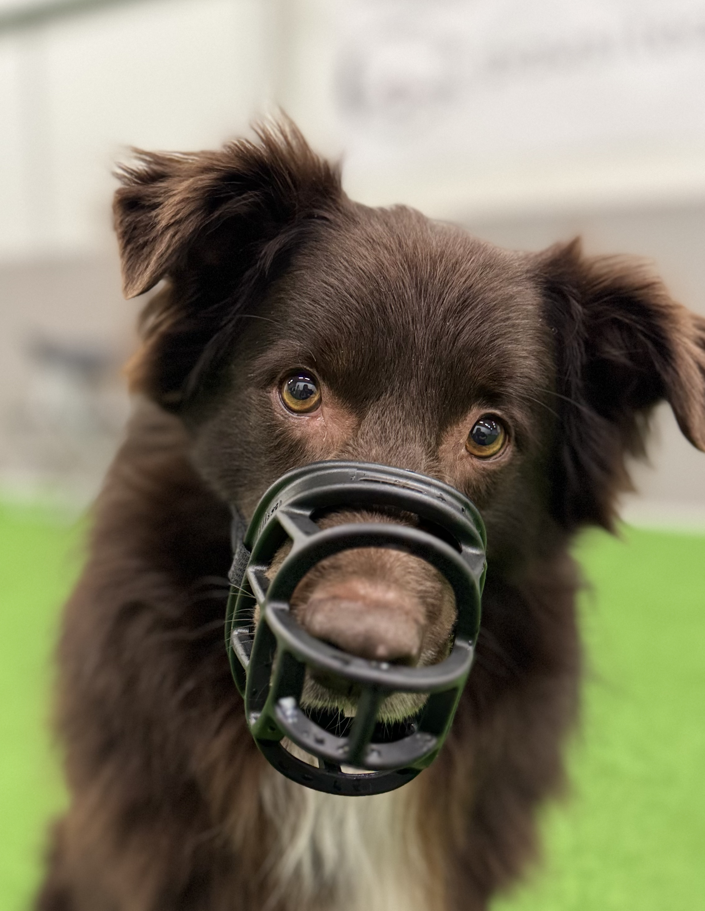 Koira, jolla on kuonokoppa päässä