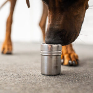 Koira haistelee nosework -purkkia