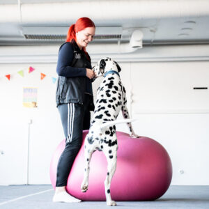 koira kiipeämässä dobo-pallon päälle