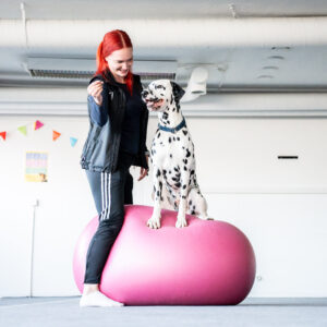 Koira dobopallon päällä