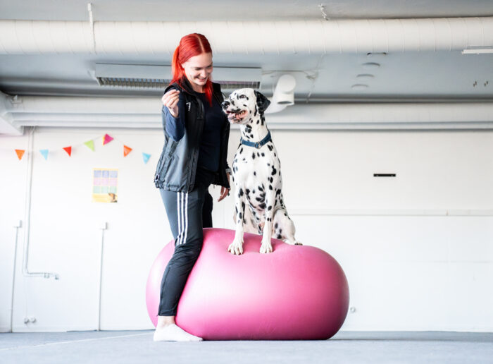 Koira dobopallon päällä