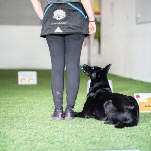 Koira ja omistaja suorittamassa rally-tokorataa