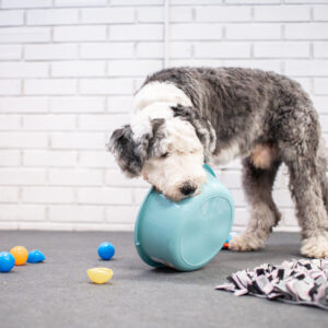 koira puuhailee hallilla