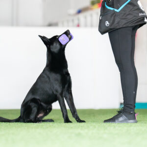 Tottelevaisuusryhmä