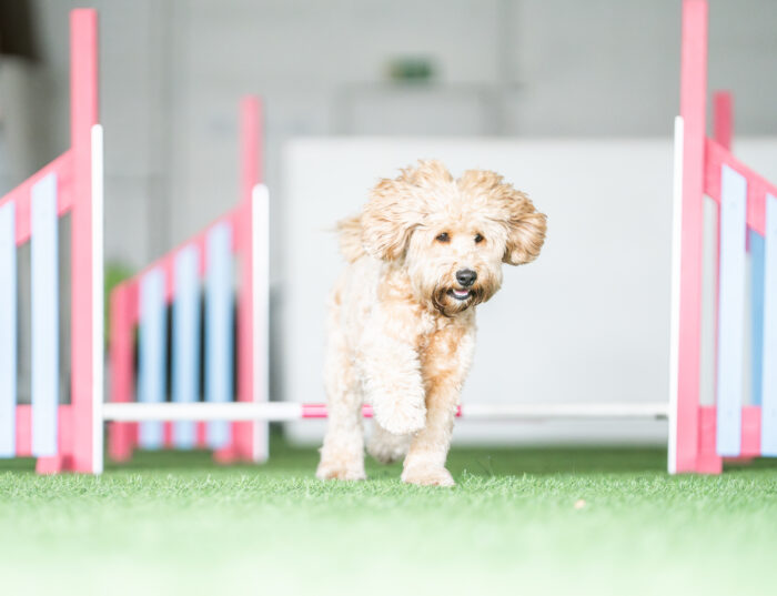 Koira hyppää agilityesteen yli
