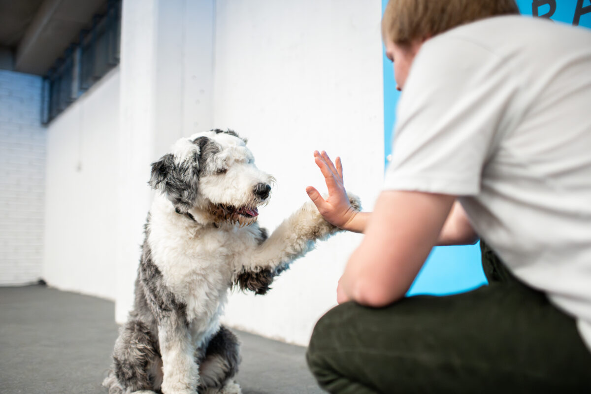 Koira ja omistaja tekee high fiven