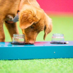 Koira tekee hajuerottelua