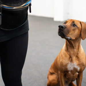 koira istuu omistajan vieressä ja tarjoaa kontaktia