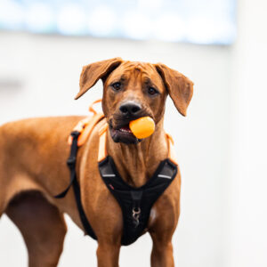 koira katsoo kohti pallomeripallo suussa