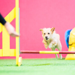 Agility