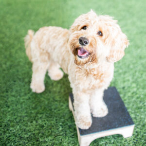 Labradoodle targetilla