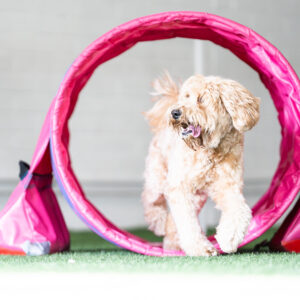 Koira juoksee hoopersputken läpi