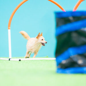 Koira juoksee hoopersradalla