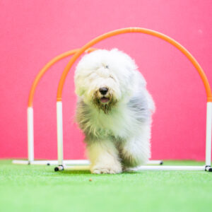 Koira juoksee hooppien läpi