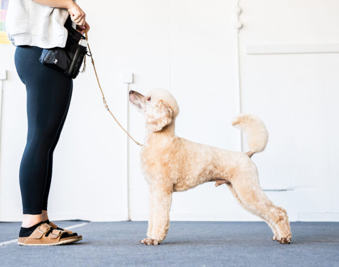 Villakoira seisoo näyttelyasennossa