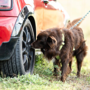 Koira tekee ajoneuvoetsintää