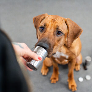 Koira haistelee nosework -purkkia