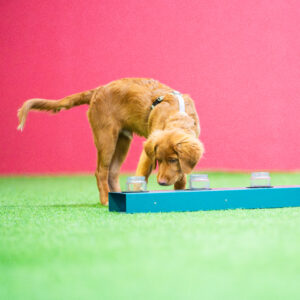 Koiranpentu purkkiradalla