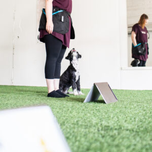 Koira perusasennossa rally-tokossa