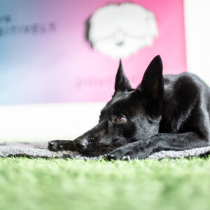 Koira makaa rauhassa pedillä