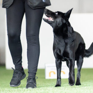 Koira seuraa ohjaajaa rally-tokossa