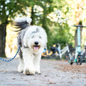 koira kävelemässä hihnassa kaupungilla