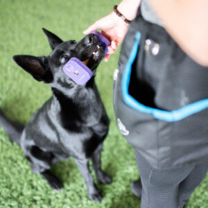 Koira pitää kapulaa