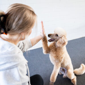 Koira ja omistaja tekee high fiven