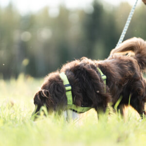 koira jäljestämässä