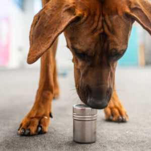 koira haistelee nosework-purkkia