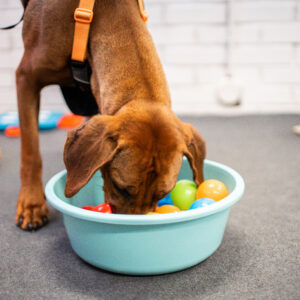 Koira etsii nameja pallomeripallojen seasta