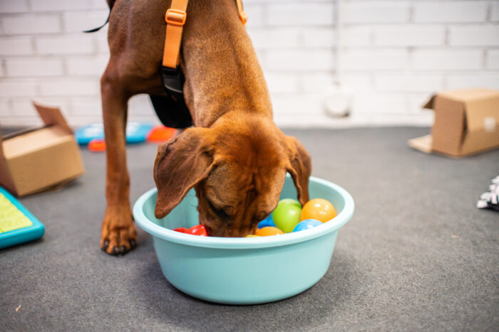 Koira etsii nameja pallomeripallojen seasta