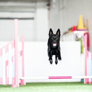 Koira hyppäämässä agilityesteen yli