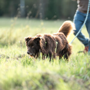 koira jäljestämässä