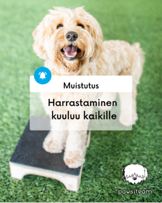 Koira targetin päällä