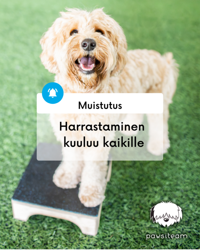 Koira targetin päällä