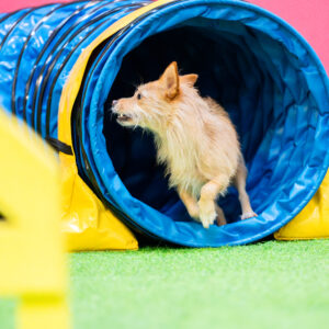 koira juoksee agilityputken läpi