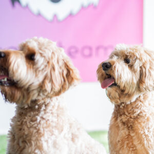 Kaksin aina kaunihimpi – monikoiratalouden arkitottelevaisuus